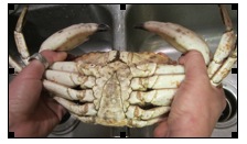 crabprep1
