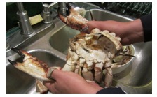crabprep2