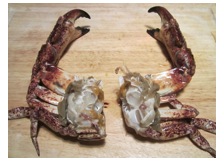 crabprep3