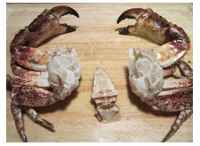 crabprep4